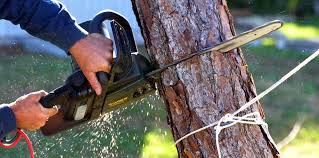 Best Tree Health Inspection  in Sand Ridge, NY