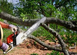 Sand Ridge, NY Tree Removal Company