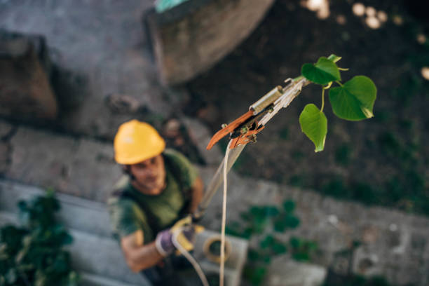 Best Tree Disease Treatment  in Sand Ridge, NY