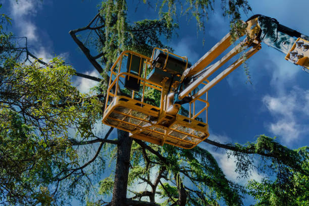 Best Storm Damage Tree Cleanup  in Sand Ridge, NY