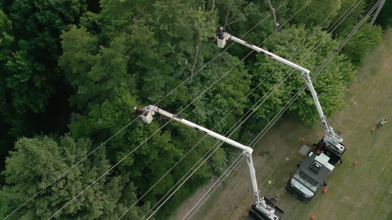 Best Tree Health Inspection  in Sand Ridge, NY