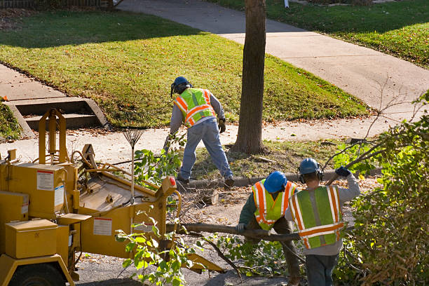 How Our Tree Care Process Works  in  Sand Ridge, NY